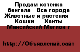 Продам котёнка бенгала - Все города Животные и растения » Кошки   . Ханты-Мансийский,Мегион г.